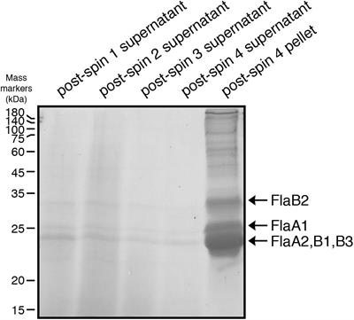 N-Glycosylation Is Important for Halobacterium salinarum Archaellin Expression, Archaellum Assembly and Cell Motility